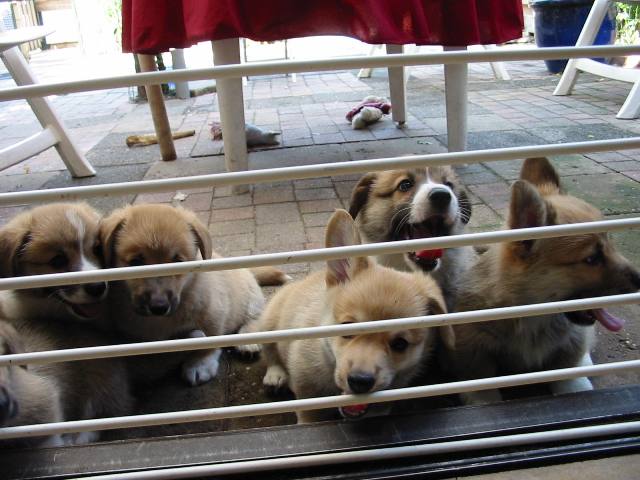 Puppy's